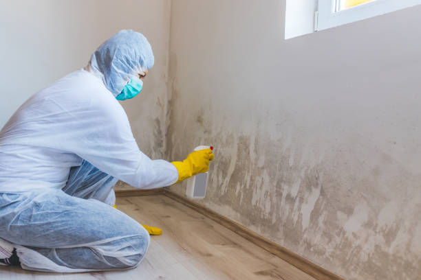 Licensed Attic Mold Removal service in Deerfield Beach, FL - WQB Mold Removal